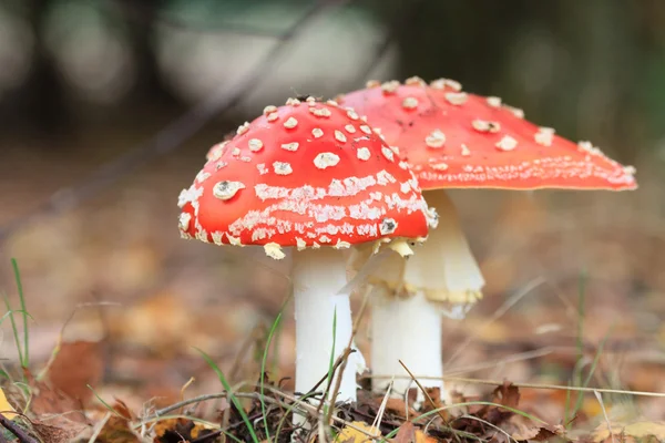 Forest mushrooms — Stock Photo, Image