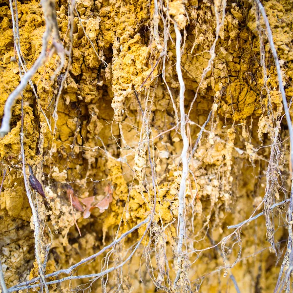 Naturlig baggrund - Stock-foto