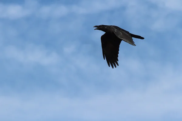 Wild bird in natural habitat — Stock Photo, Image