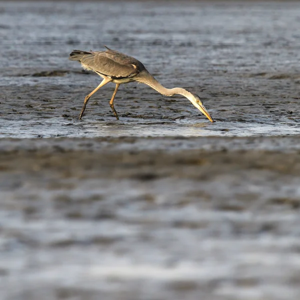 Uccello selvatico — Foto Stock