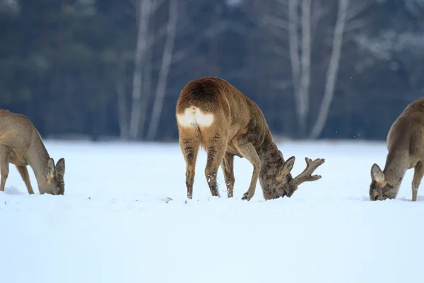 Roe herten — Stockfoto