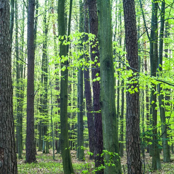 Młody szary Las z zielenią — Zdjęcie stockowe