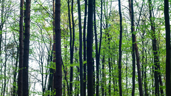 Young grey forest with green trees