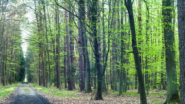 Jonge grijze bos met groene bomen — Stockfoto