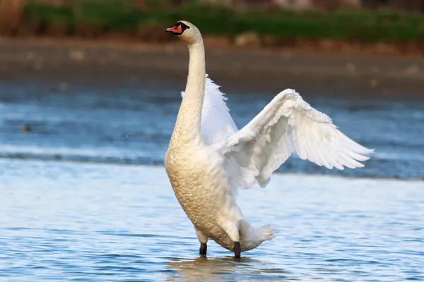 Cigno sull'acqua blu del lago — Foto Stock