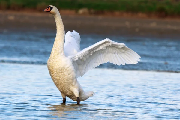 Cigno sull'acqua blu del lago — Foto Stock