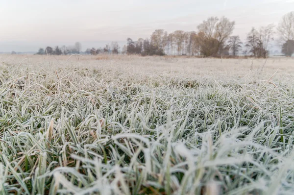 Wilde planten — Stockfoto