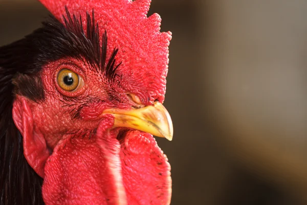 Chicken searching for food — Stock Photo, Image