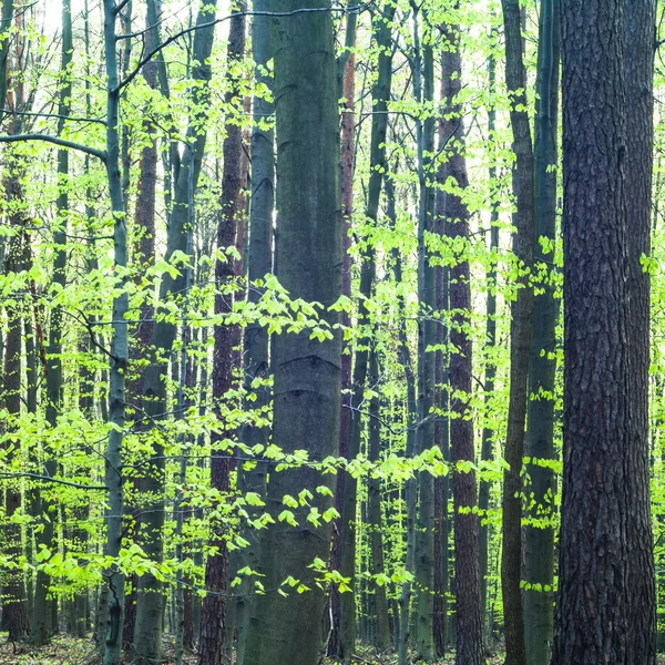 Jovem floresta cinzenta — Fotografia de Stock