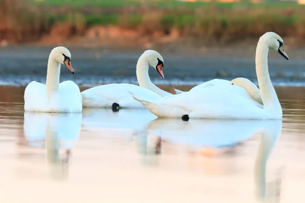 Swan op blauwe meerwater — Stockfoto