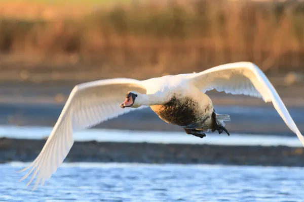 Swan på blå sjövatten — Stockfoto