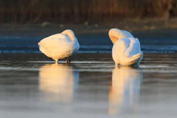 Cisne sobre el agua azul del lago —  Fotos de Stock