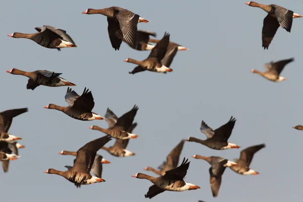 青い湖の水の上の白鳥します。 — ストック写真