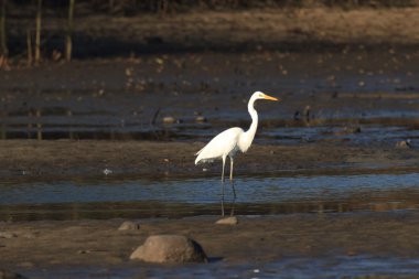 Doğadaki balıkçıl