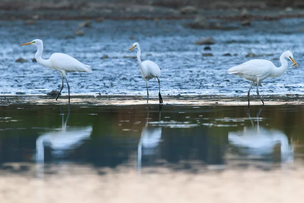 Oiseaux sauvages — Photo