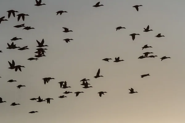 Pássaros no céu — Fotografia de Stock