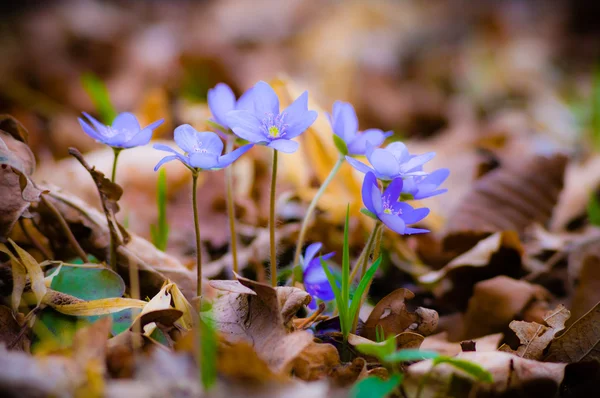 Blue spring flowers in the grass — Stock Photo, Image
