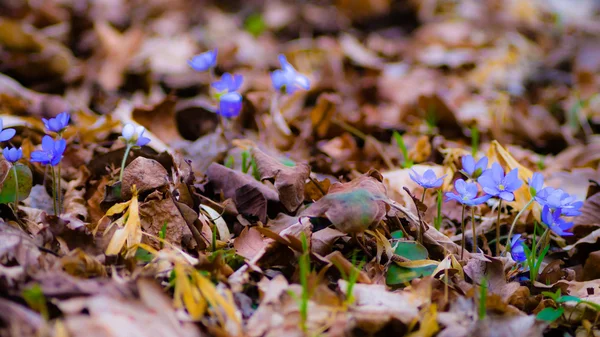 在草丛中的蓝色的春天的花朵 — 图库照片