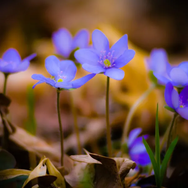 블루 봄 꽃 잔디 — 스톡 사진