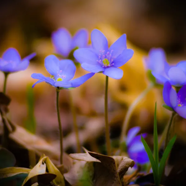 青い春の花、草の — ストック写真