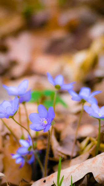 Синие весенние цветы в траве — стоковое фото