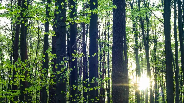 Giovane foresta grigia — Foto Stock