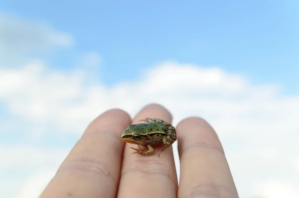 Kleiner Frosch zur Hand — Stockfoto