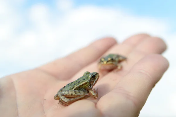 Small frogs  on hand — Stock Photo, Image