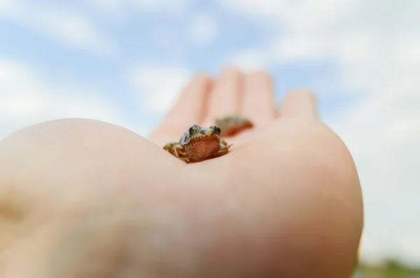 Små frøer på hånden - Stock-foto