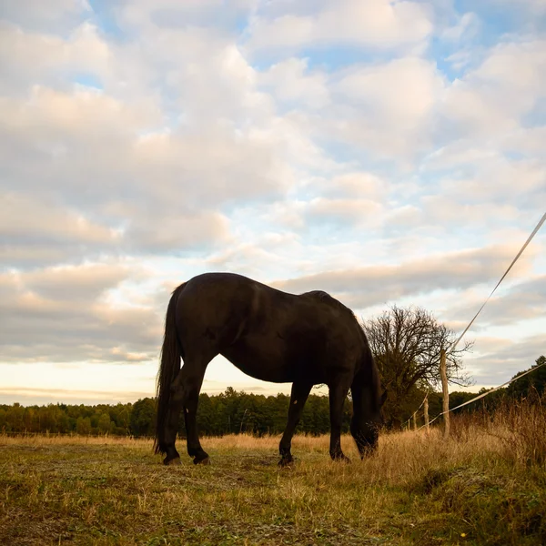 Paard in een veld — Stockfoto