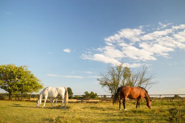 Horses in a field — Stock Photo, Image