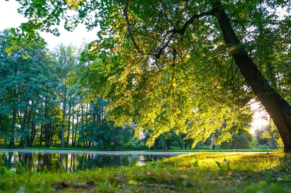 Alter großer Baum — Stockfoto