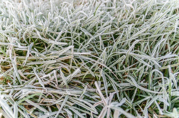 野生の植物 — ストック写真