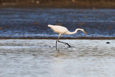 Doğadaki balıkçıl