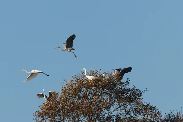 Aves selvagens — Fotografia de Stock