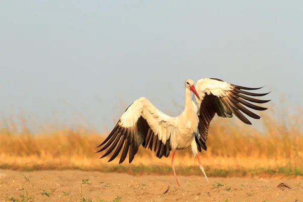 Storks in field — Stock Photo, Image