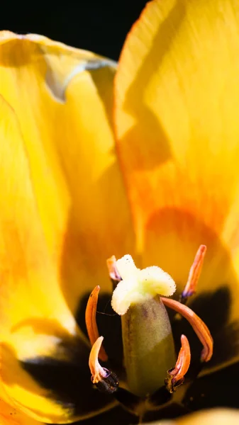 Tulip texture — Stock Photo, Image