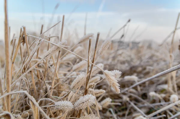 Wilde plant — Stockfoto