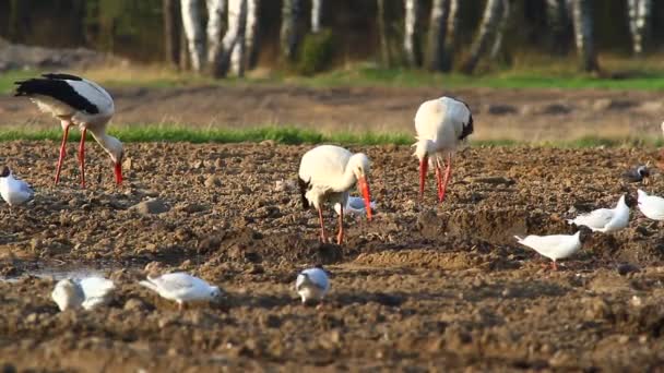 Storks  in a field — Wideo stockowe