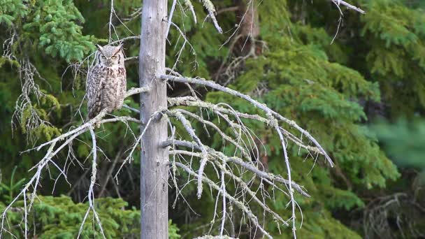 Uil op de boom — Stockvideo