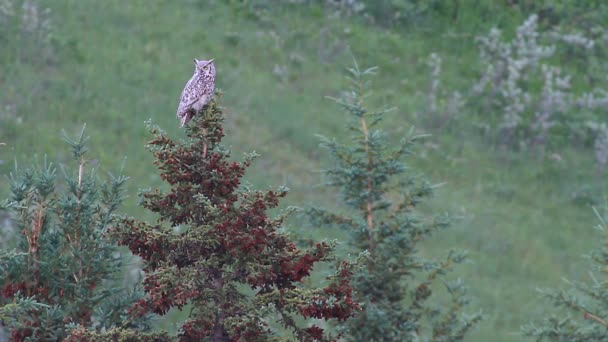 Uil op de boom — Stockvideo