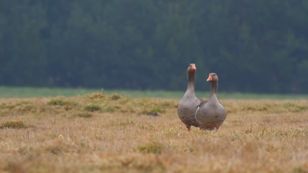 Patos en el campo — Vídeo de stock