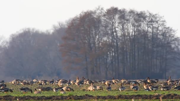 canards sur le terrain