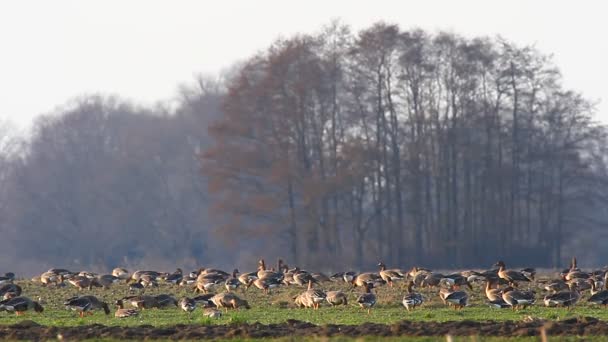 Patos en el campo — Vídeos de Stock