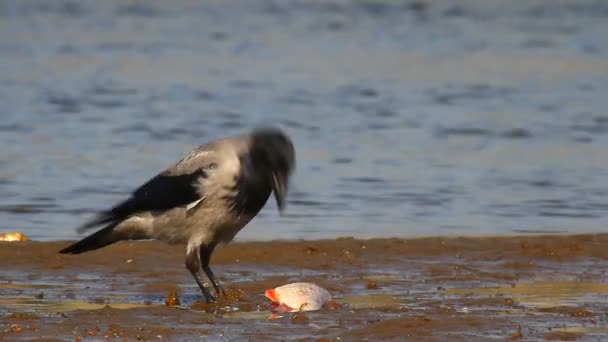 Raven eating fish — Stock Video
