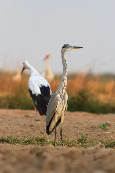 Cicogne in campo — Foto Stock