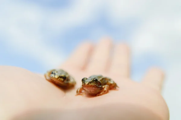 Petites grenouilles à portée de main — Photo