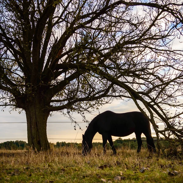 Pferd auf einem Feld — Stockfoto