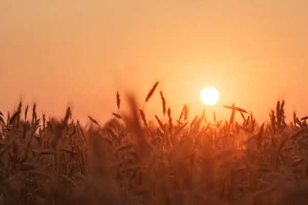 Field of golden wheat — Stock Photo, Image