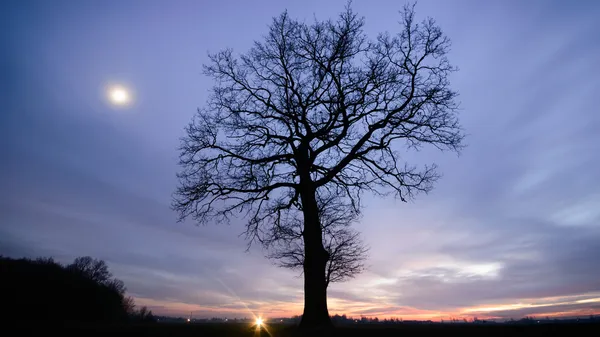 Viejo árbol grande — Foto de Stock